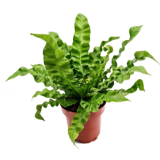 Birds Nest Fern | Crispy Wave | Potted Houseplants
