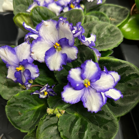 African Violet | Two Tone Purple | Flowering Plants