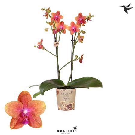 Phalaenopsis Orchid | Bolheri | Flowering Plants