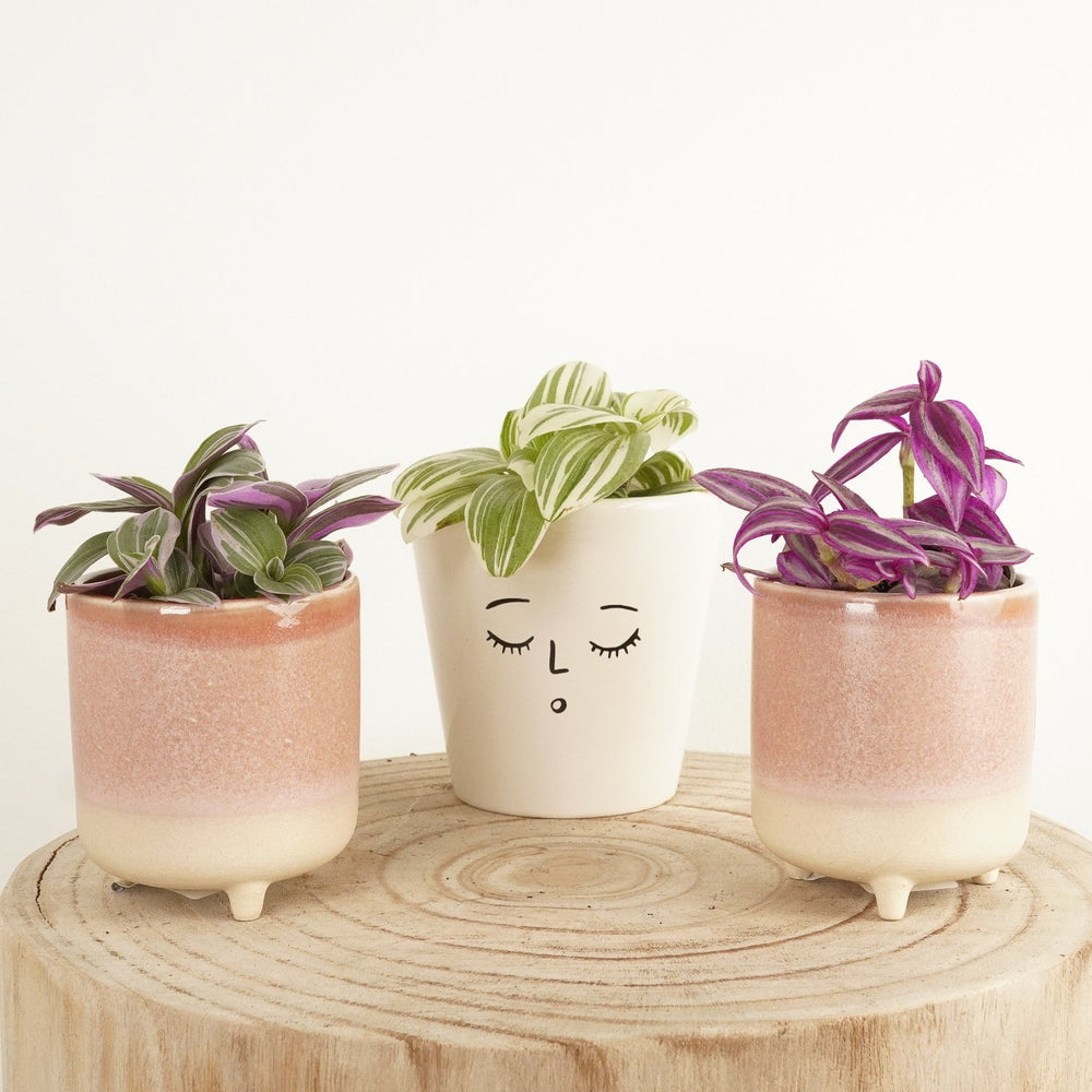Indoor Baby Dude | Plant Bundle | 3 X PLANTS | 3 X POTS | Indoor Plant Bundle