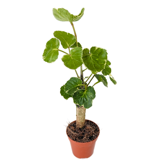 Ming Aralia | Balfouriana | Potted Houseplants