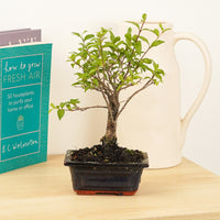 A stunning Barbados Cherry Baby Bonsai Indoor Tropical Houseplant - great for gifting and sure to inspire. Arrives in a complimentary ceramic bonsai pot.