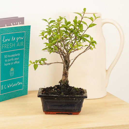 Barbados Cherry | Bonsai | 