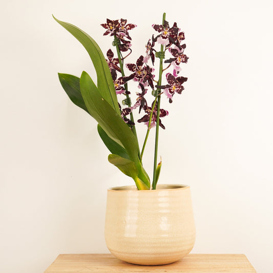 Cambria Orchid |  Barrocco Black | 