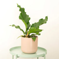 A stunning Anthurium Birds Nest plant - also known as Anthurium Hookeri - in a decoratvie, rounded pale pink pot. These plants are absolutely stunning with their vibrant foliage, straight-forward care needs and great versatility looking great anywhere and everywhere from offices, to restaurants, living rooms & more!