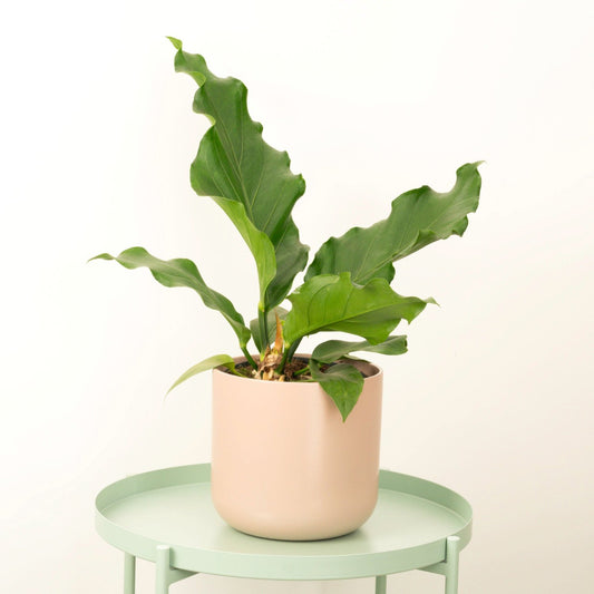 Anthurium | Bird Nest | 