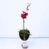 Inspiring, vibrant and sure to amaze any lover of orchids, these fascinating 'Black Thailand' Singapore Orchids are best identified through their emerald green leaves and incredible deep red-pink blooms.