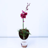 Inspiring, vibrant and sure to amaze any lover of orchids, these fascinating 'Black Thailand' Singapore Orchids are best identified through their emerald green leaves and incredible deep red-pink blooms.