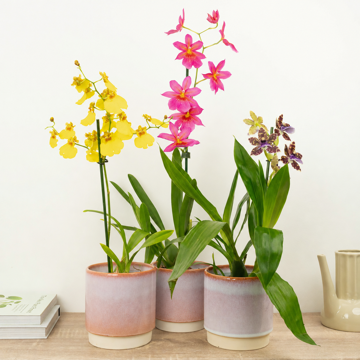 Blooming Lovely Orchids | Plant Bundle