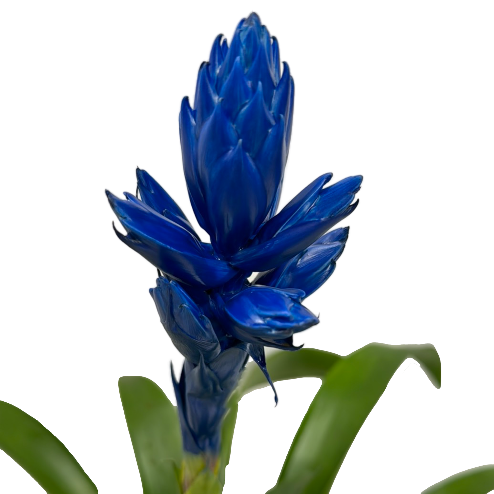 Guzmania | Bromeliad | Blue