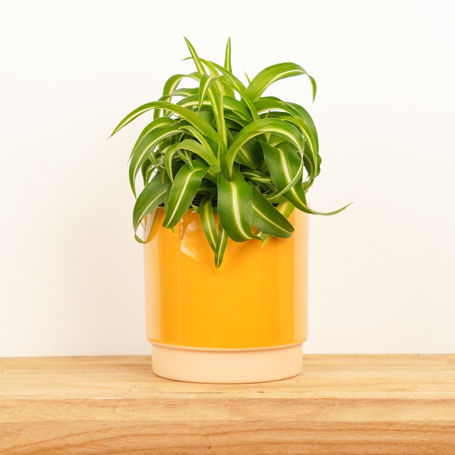 bonnie caribbean spider plant Curly Spider Plant