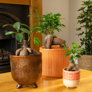 Pot Belly Fig - Indoor Plant