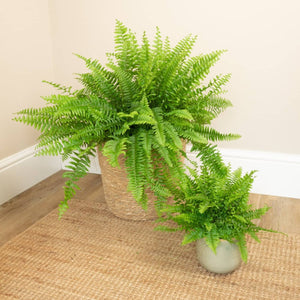 indoor fern plants Boston Fern