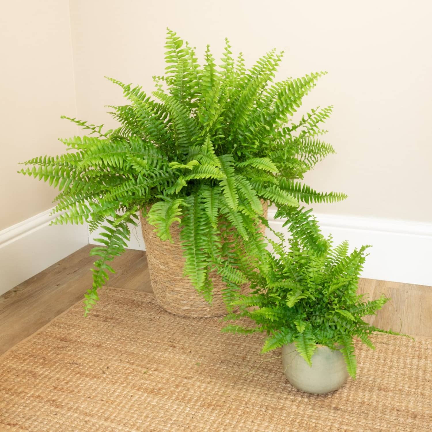 Indoor House Plant Ferns Buy Best 3 Ferns For Indoor Plant Decor Indoor House Plant Ferns Buy Best 3 Ferns For Indoor Plant Decor