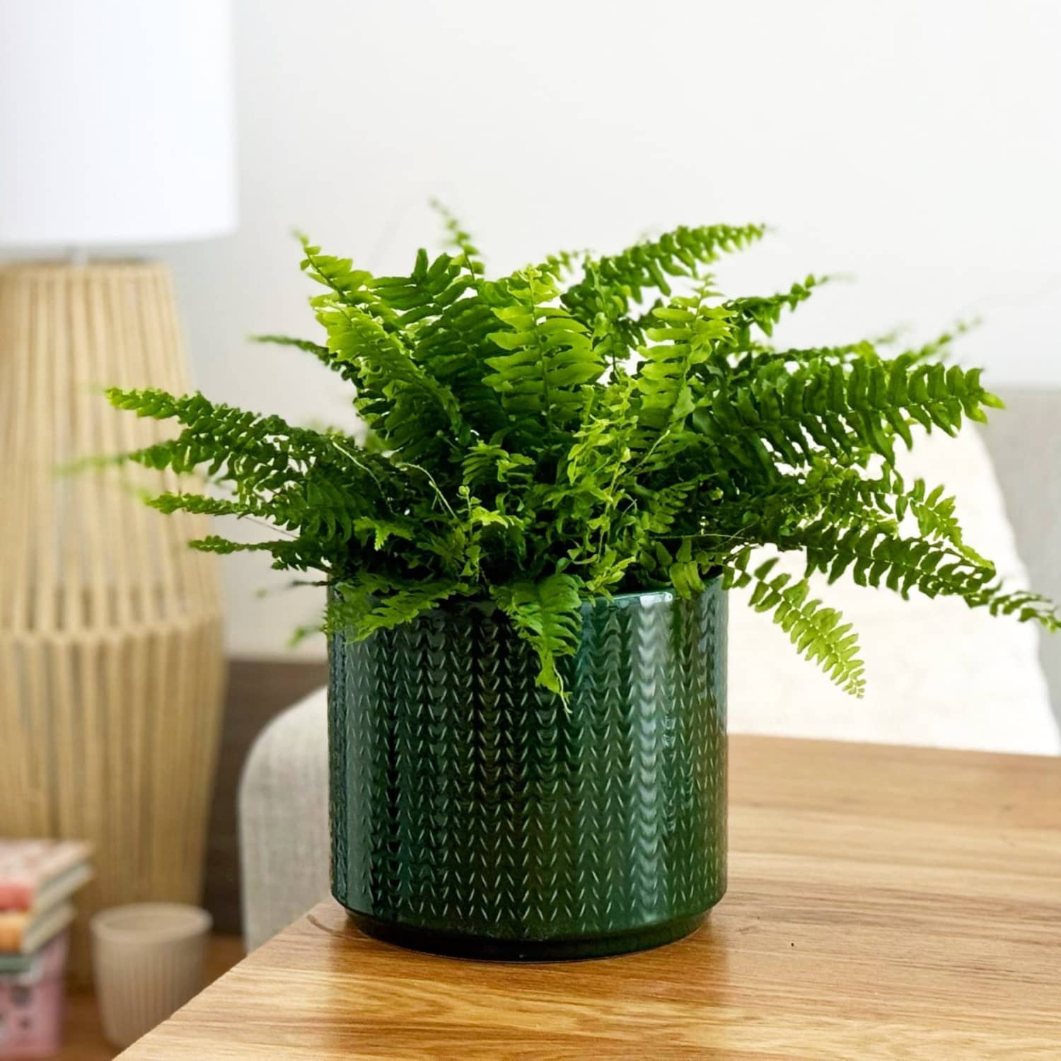 are boston ferns good indoor plants Boston Fern