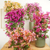 Bougainvillea Tropical Indoor Colourful Houseplants in cosy decorative pots - sold separately. Great for inspiring year-round with their vibrant colours and superb for gifting, there's so much to admire with this fascinating variety! Also known as the 'paper flower', these are available from www.houseplant.co.uk