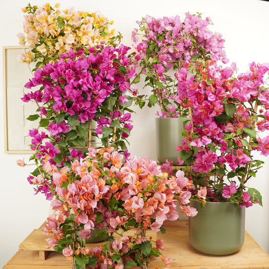Paper Flower | Climbing & Vine Plants