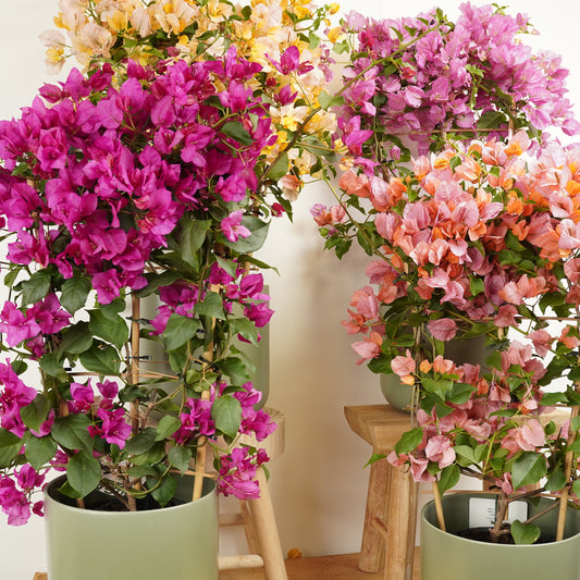 Paper Flower | Potted Houseplants