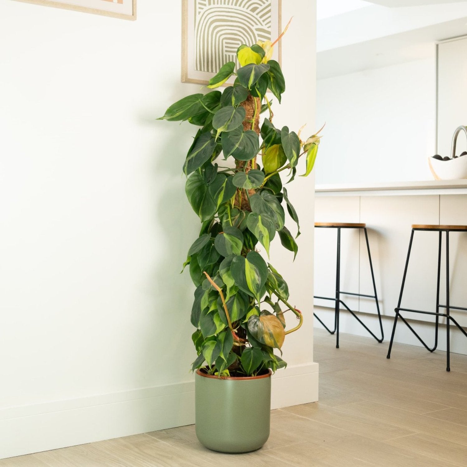 philodendron brasil. Philo | Brasil