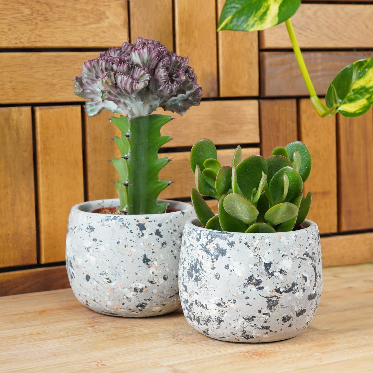 Bright Light & Light Watering | Plant Bundle