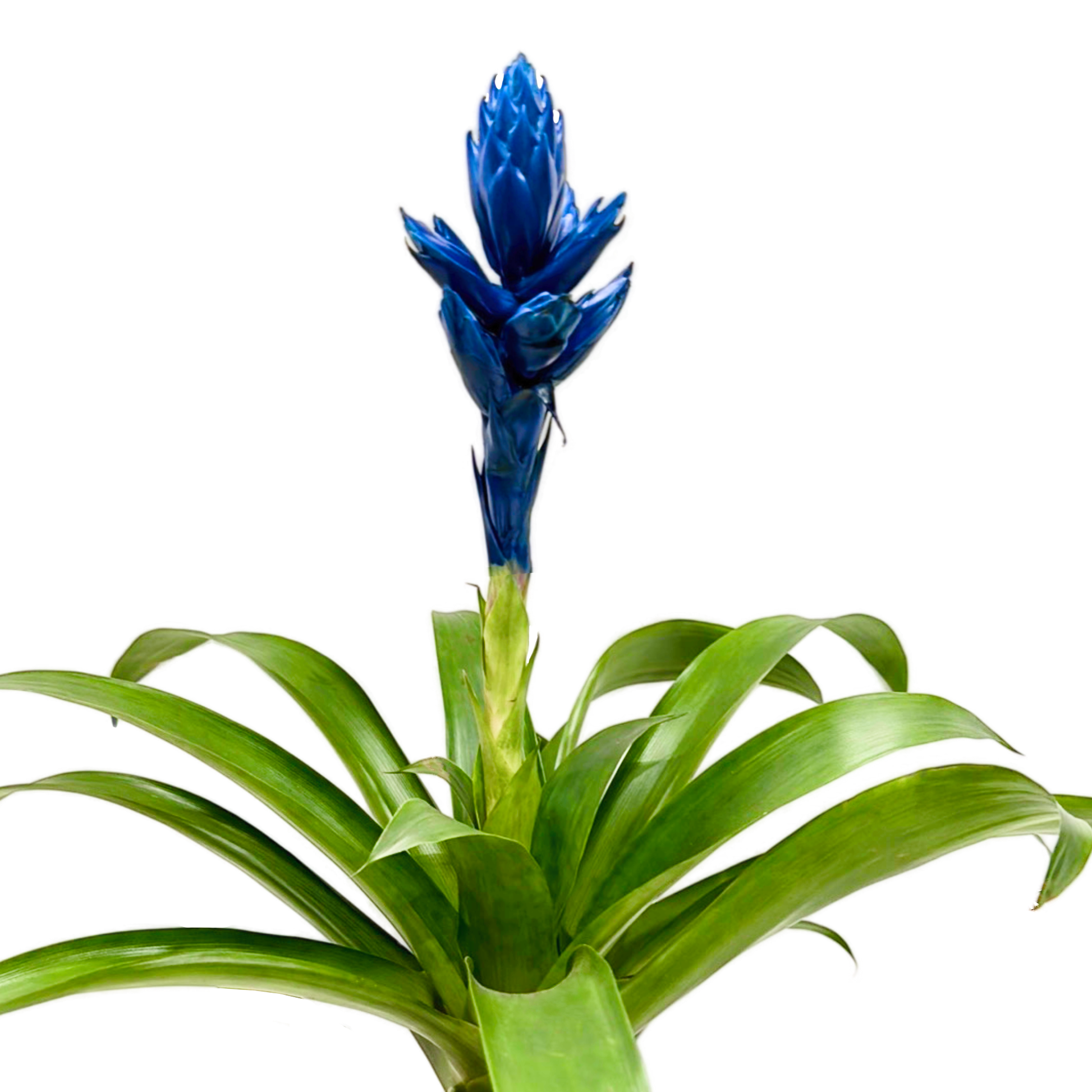 Guzmania | Bromeliad | Blue