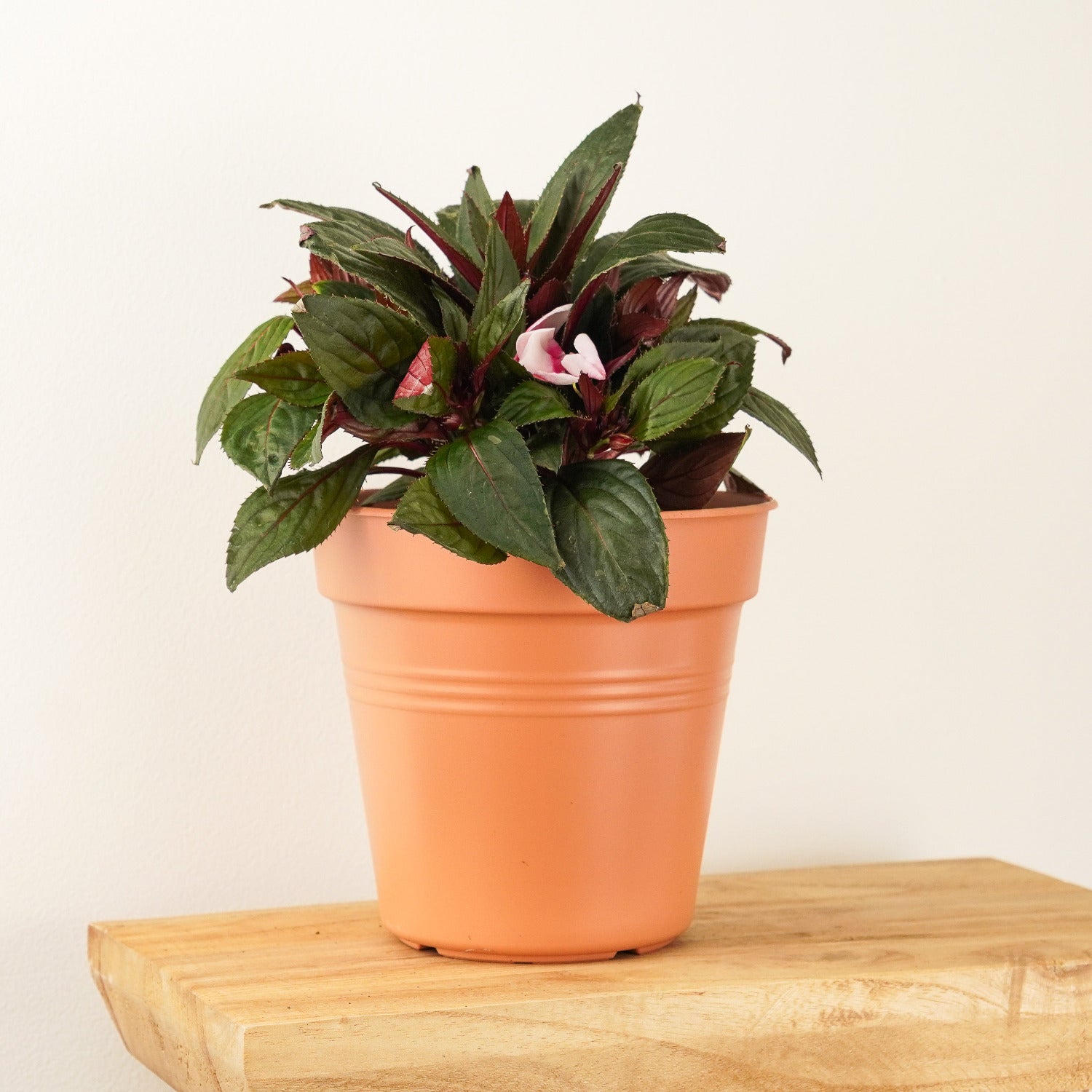 busy lizzie indoor plant Busy Lizzie
