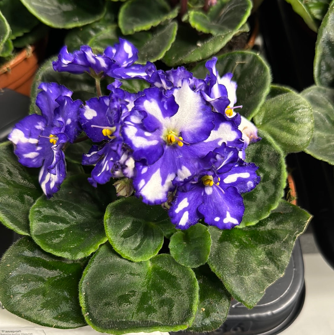 violet flower house plant African Violet | Fleck Purple