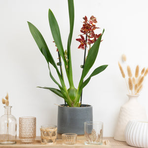 Cambria Orchid | Bronze Velvet - Indoor Plant