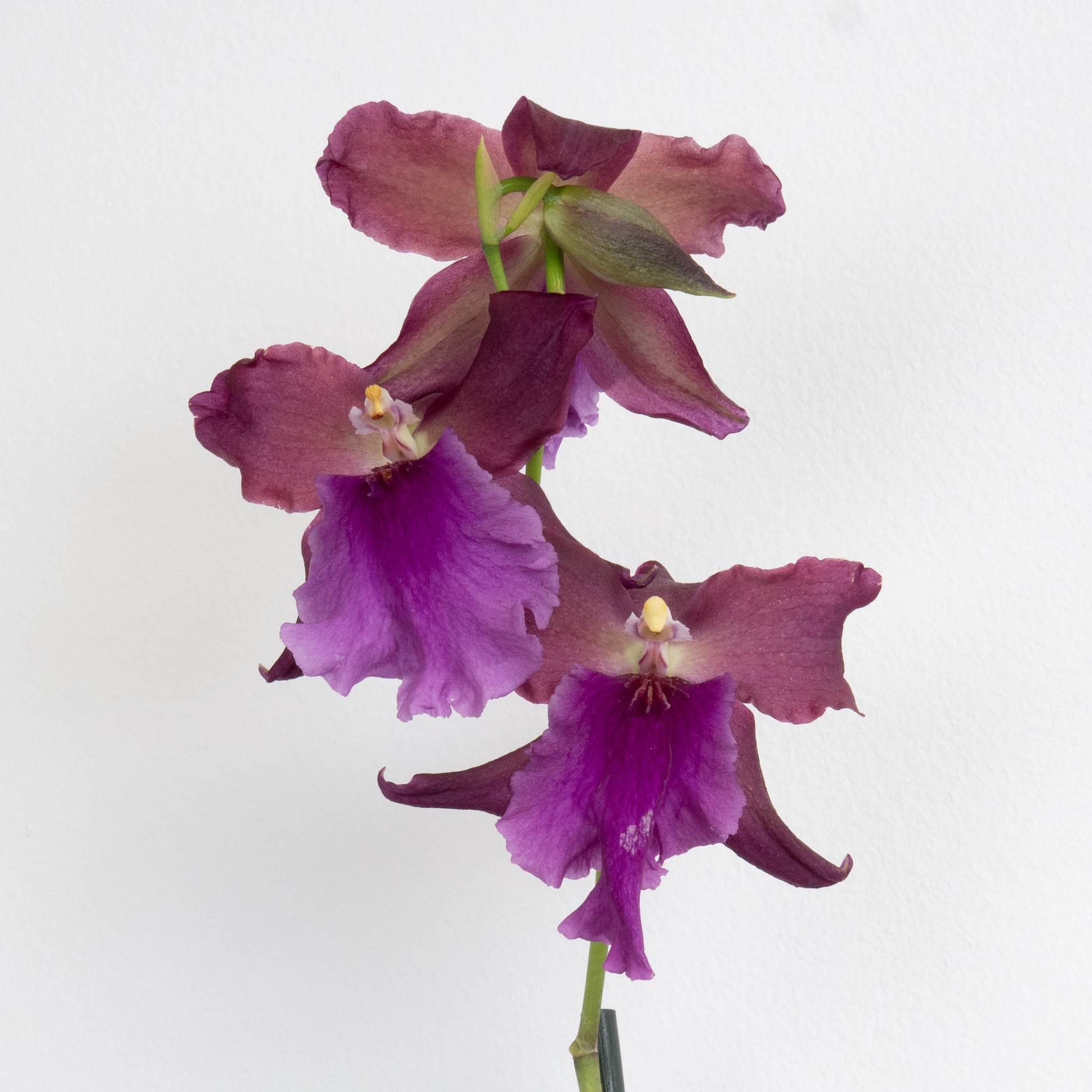 Cambria Orchid | Velvet Eclipse