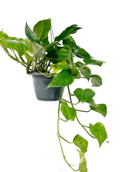 Pothos | Marble Green | Indoor Hanging Plants