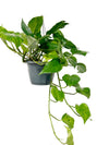 Pothos | Marble Green