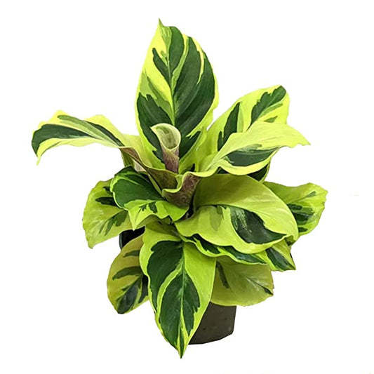 Prayer Plant | Yellow Fusion | Rare Plant | Houseplants & Indoor Plants On Sale