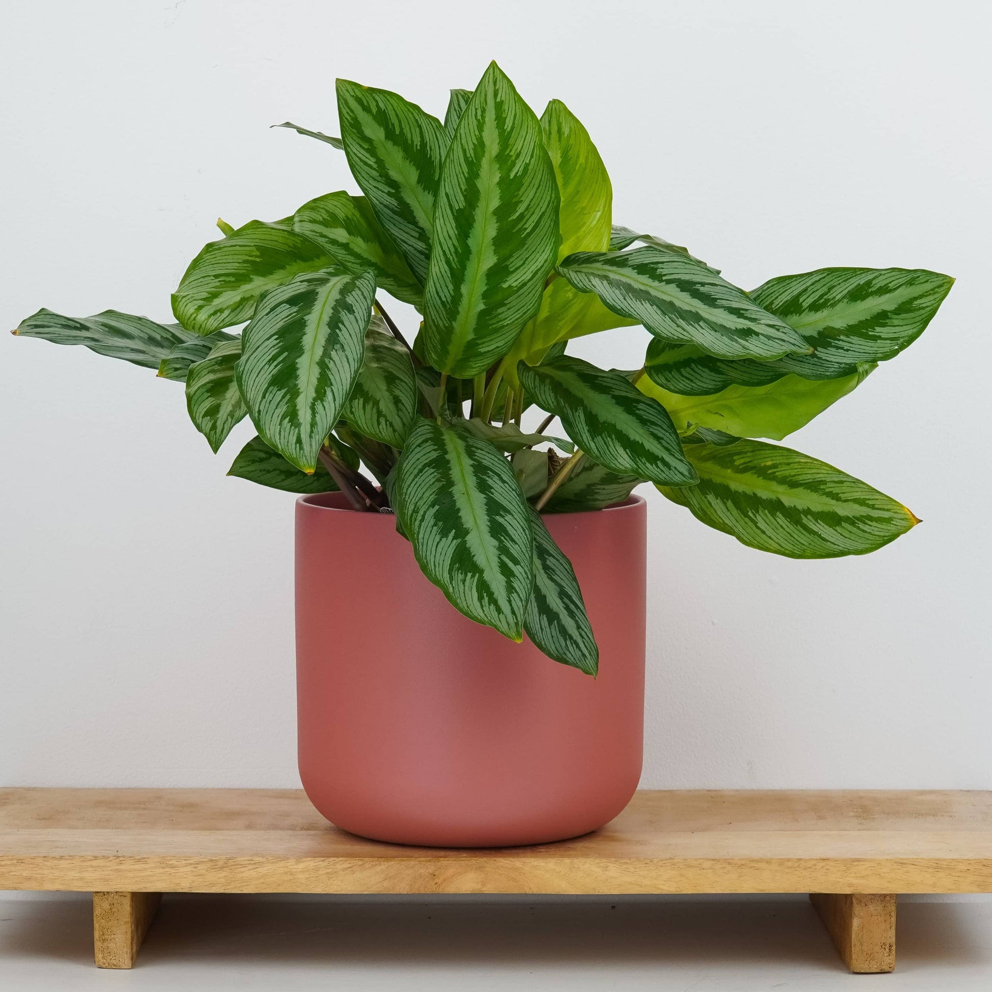 Prayer Plant | Silverstar