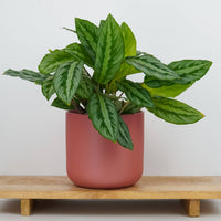 A Calathea Silverstar Prayer Plant in a red ceramic pot atop a wooden shelf. 