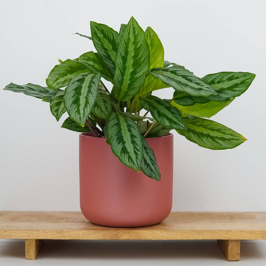 Prayer Plant | Silverstar | 