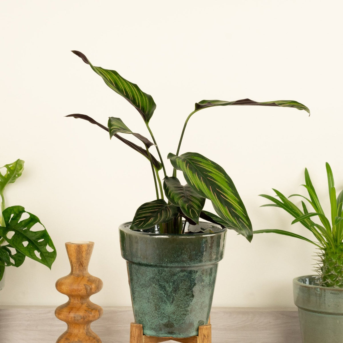 Prayer Plant | Beauty Star