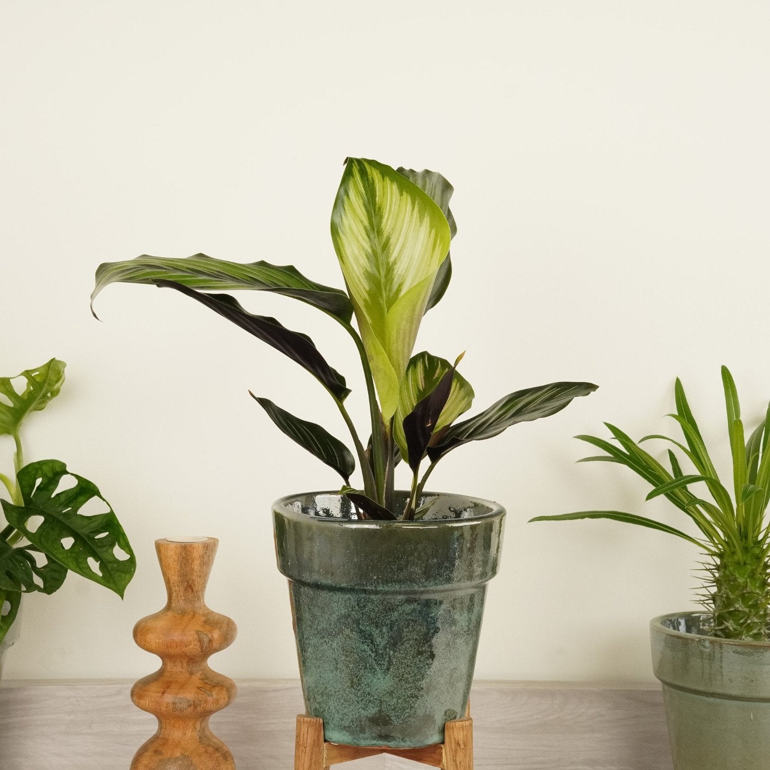 prayer plant beauty star Prayer Plant