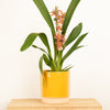 A stunning Leopard Cambria Orchid in a yellow 'Eno' Ceramic decorative pot - sold separately. Iconic, elegant and sure to inspire, these Leopards are a must-have for any fan of orchids!