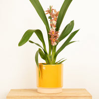 A stunning Leopard Cambria Orchid in a yellow 'Eno' Ceramic decorative pot - sold separately. Iconic, elegant and sure to inspire, these Leopards are a must-have for any fan of orchids!