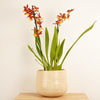 An elegant 'Poppy' Cambria Orchid in a cosy ceramic pot (sold separately.) This variety is admired and identified through its emerald green leaves and vibrant yellow-orange-red blooms.