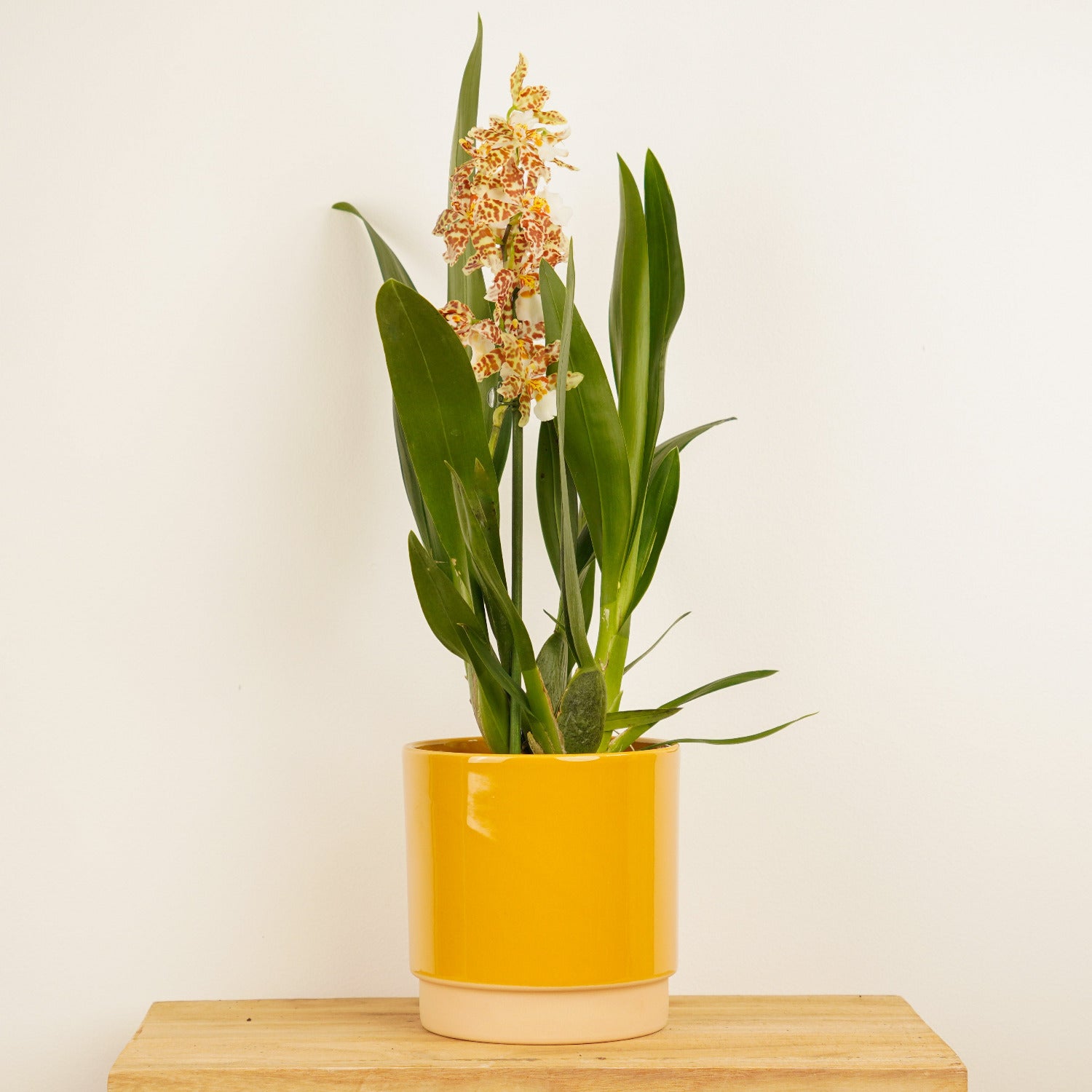 Cambria Orchid | Snow Leopard