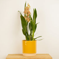 An inspiring 'Snow Leopard' Cambria Orchid - admired for its patterned red-yellow blooms and vibrant emerald green leaves. Shown in a yellow decorative ceramic 'Eno' pot sold separately.