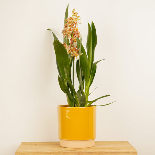 Cambria Orchid | Snow Leopard | Indoor Plants