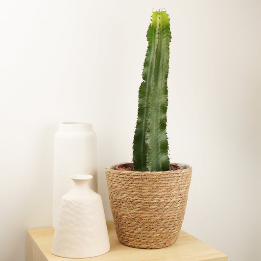 Candelabra Tree Cactus | Potted Houseplants