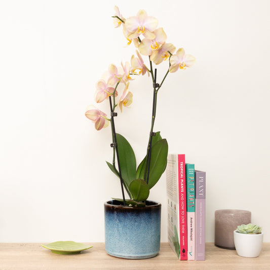 Phalaenopsis Orchid | Caramel | Indoor Plants On Sale