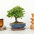 Trees & Bonsai