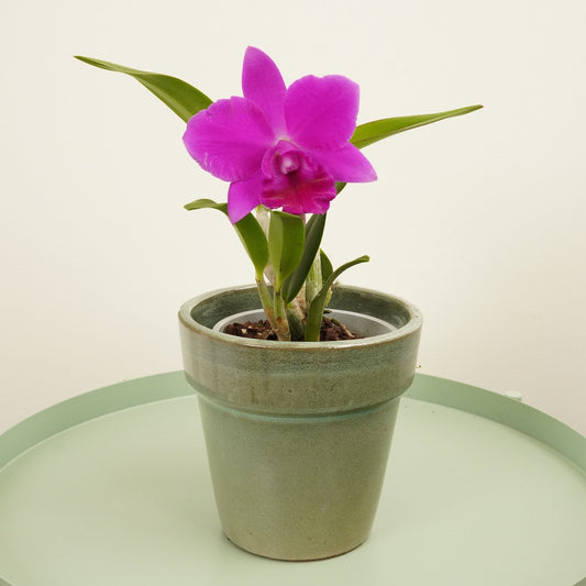 Queen Of Orchids | Purple | Hard To Find | Orchid Plants