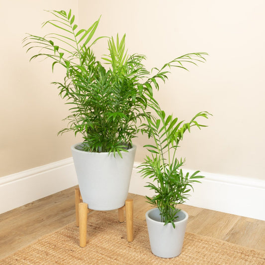 Parlour Palm | Potted Houseplants