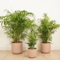 Three stunning Chamaedorea Elegans plants - more commonly known as the Parlour or Parlor Palm. A fantastic variety for decorating at home, in the office and beyond - they are pet friendly, air purifying, and great for inspiring wherever they go! Ideal for beginners and seasoned growers alike, they're great for gifting, straight-forward to care for, and incredible to brighten up your spaces. Available in multiple sizes whilst stocks last at www.houseplant.co.uk

Present in the photograph are 3x Parlour Palms