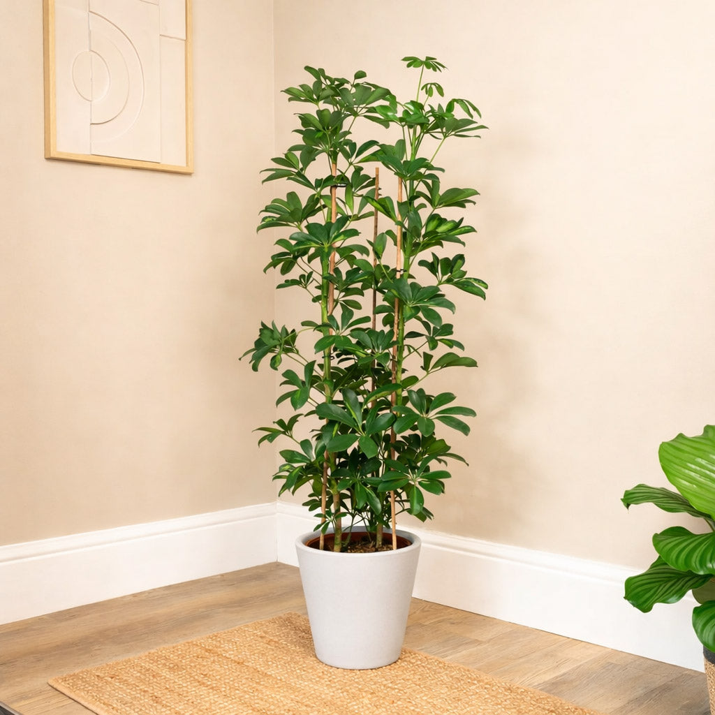鉢・プランター umbrella tree pot HADES Umbrella Tree | Compacta | Schefflera Arboricola